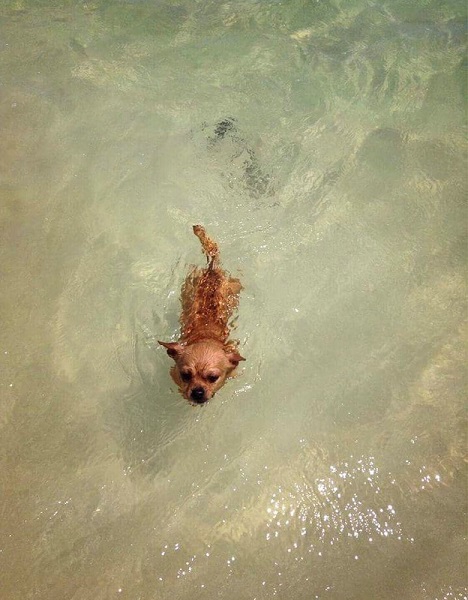 犬泳ぐ