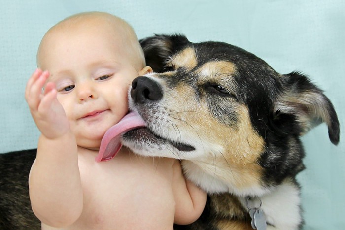 赤ちゃんを舐めている犬