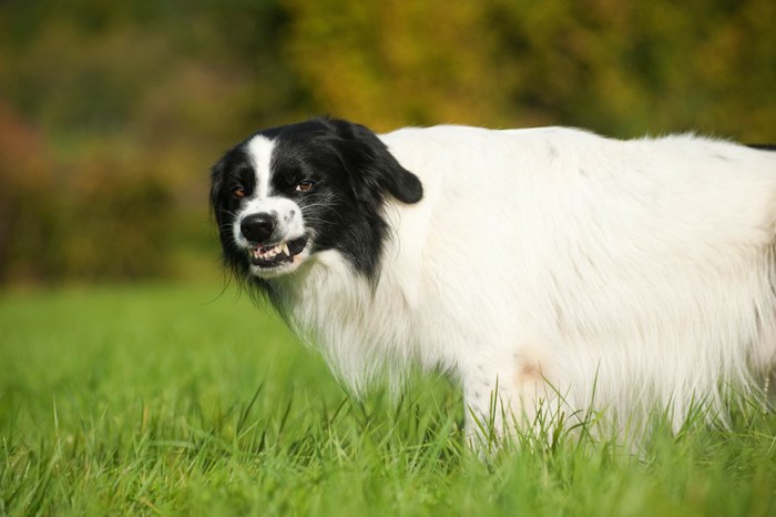 芝生でこちらを見て威嚇している白黒の犬