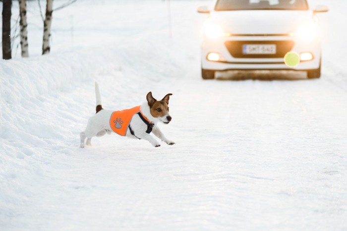 白い車と道路を横切る犬