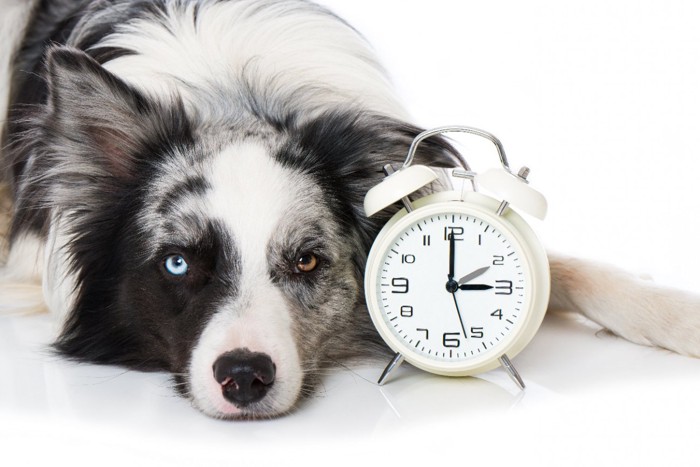 時計とオッドアイの犬