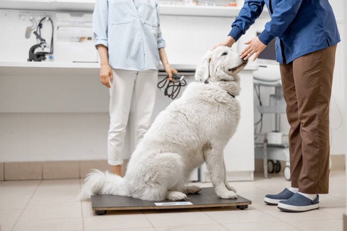 病院で体重計に乗る白い大型犬