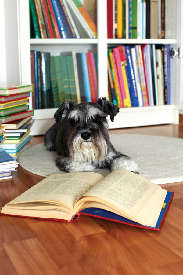 本にまみれた犬