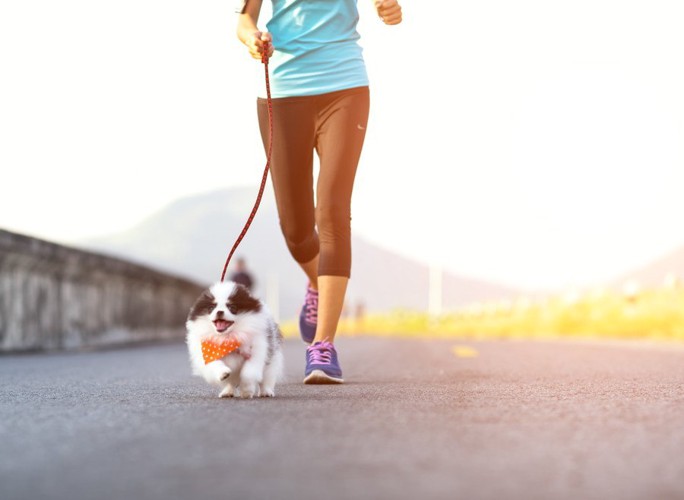 小型犬と走る女性