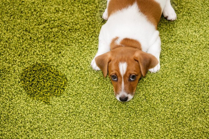 緑の絨毯で粗相をする犬