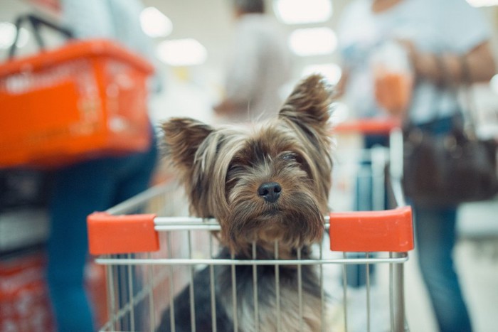 ショッピングカートに乗る犬