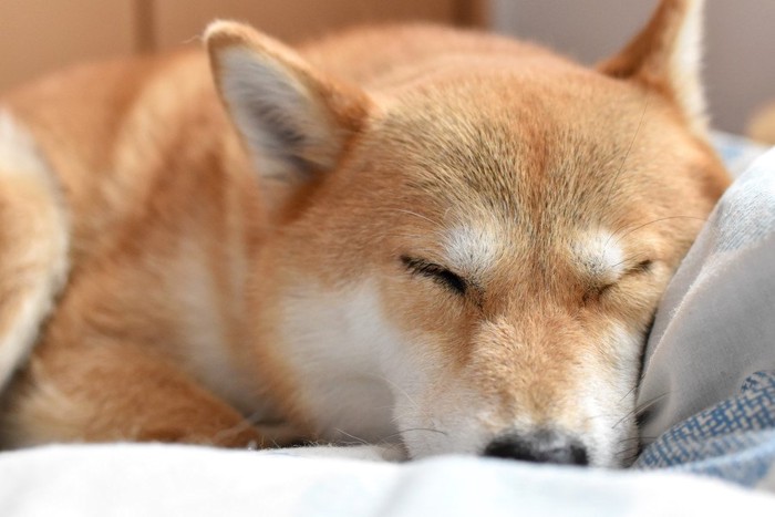 眠る柴犬の顔のアップ