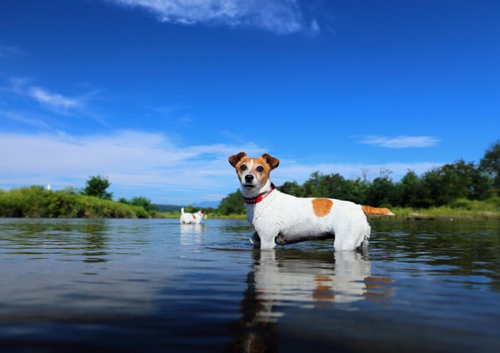 川で遊ぶ犬