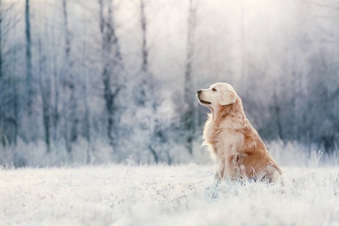 雪の中で凛々しい犬