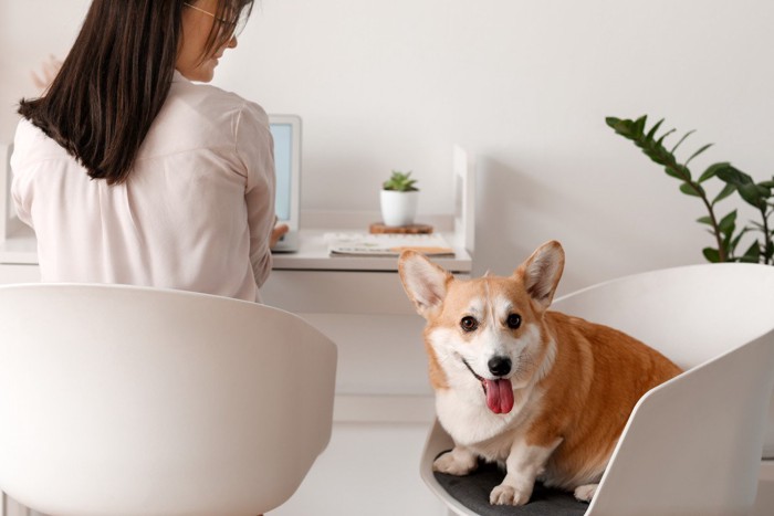 PC作業中の女性のデスクの隣の席に座る犬