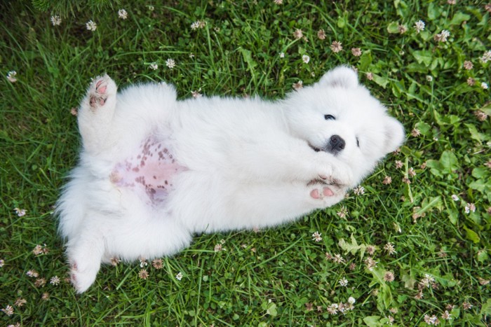 草むらでヘソ天する白い子犬