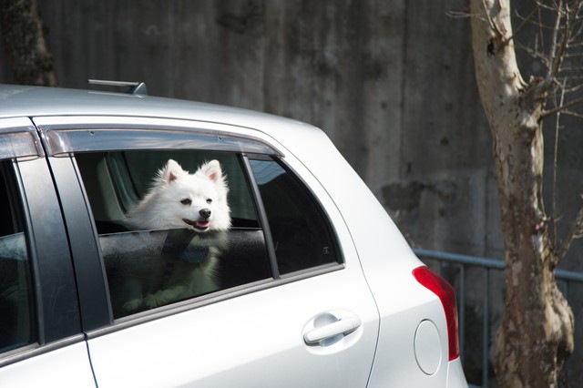 車でおとなしく待つ犬