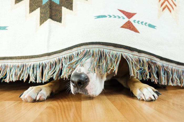 布の裏に隠れて鼻を出している犬
