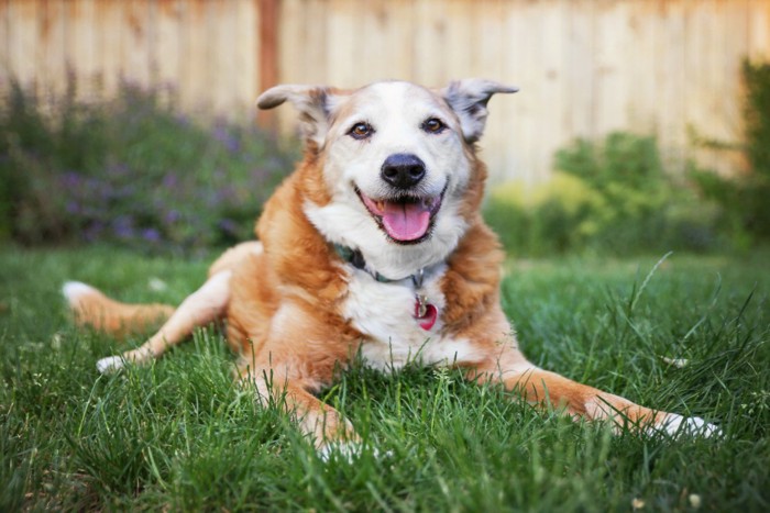 芝生の上で笑顔のシニア犬