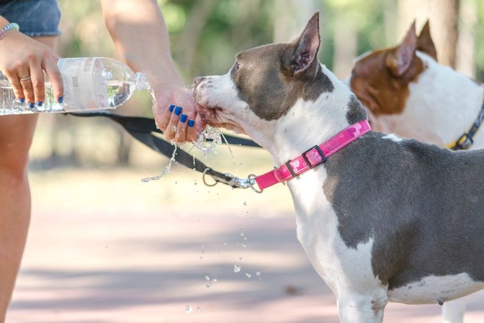 散歩の途中で水を飲む犬