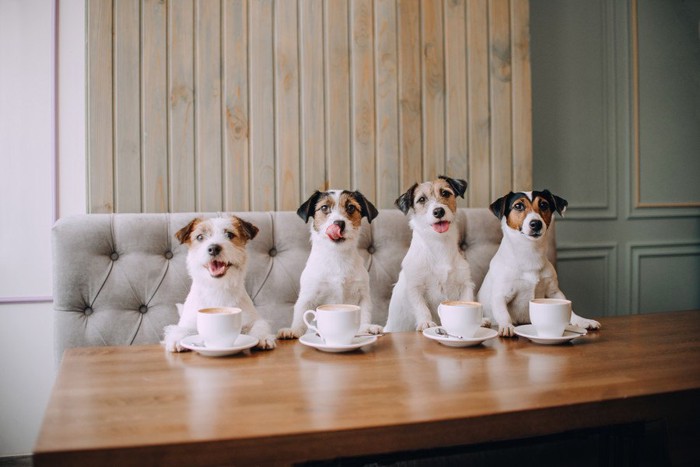 テーブルにカップと四頭の犬