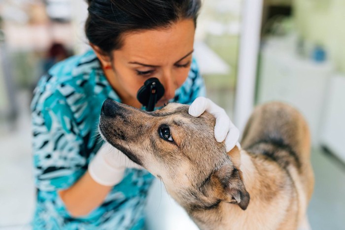病院で獣医師に目を診察されている犬