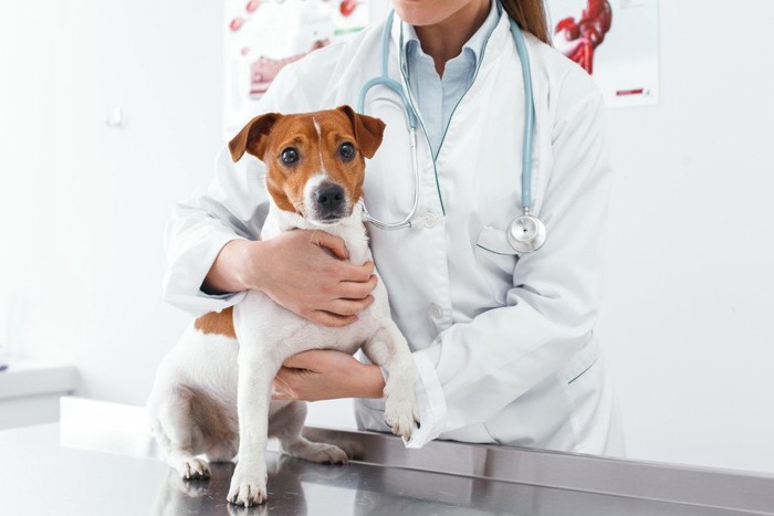 獣医師と診察台の上の犬