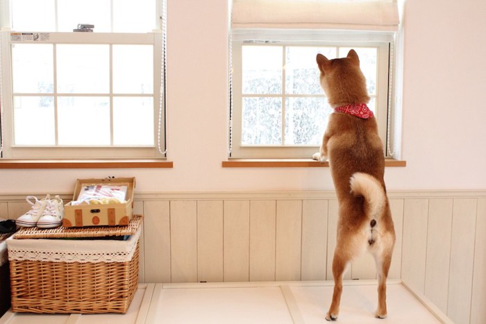 立ち上がって窓の外の様子を見る犬