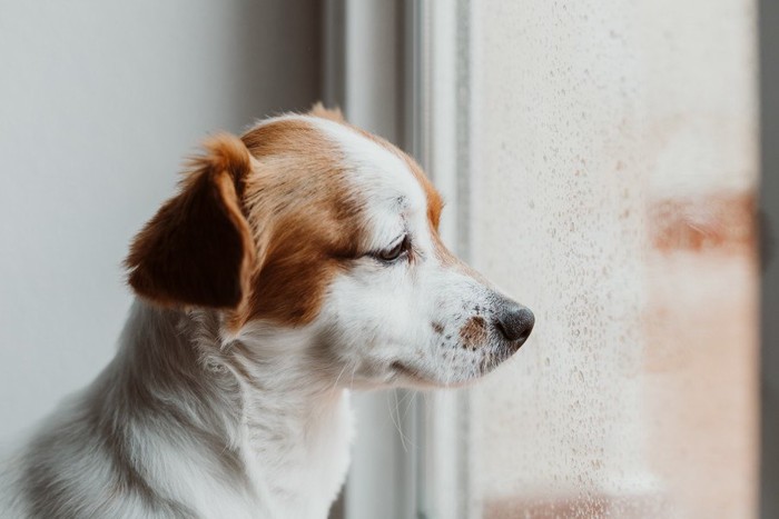 切ない表情で窓の外を見る犬、窓に水滴