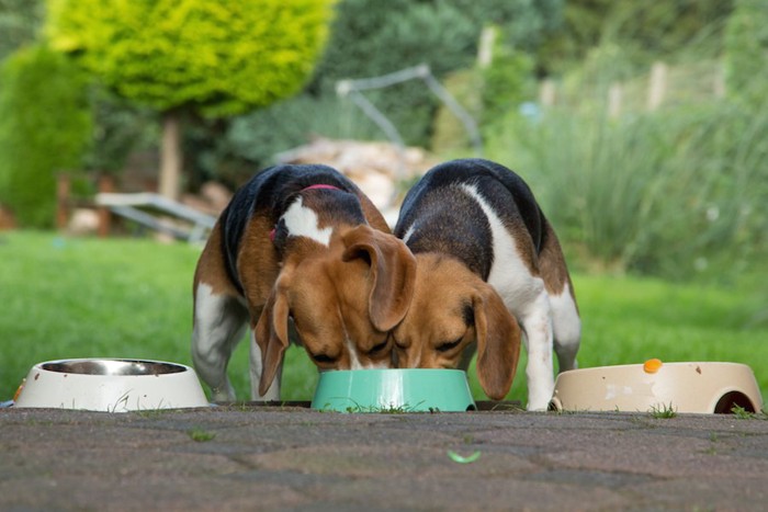 ひとつのお皿で食べる2頭のビーグル犬