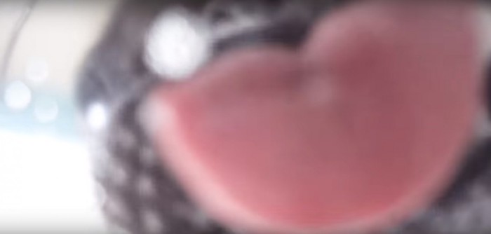 ココちゃんの舌