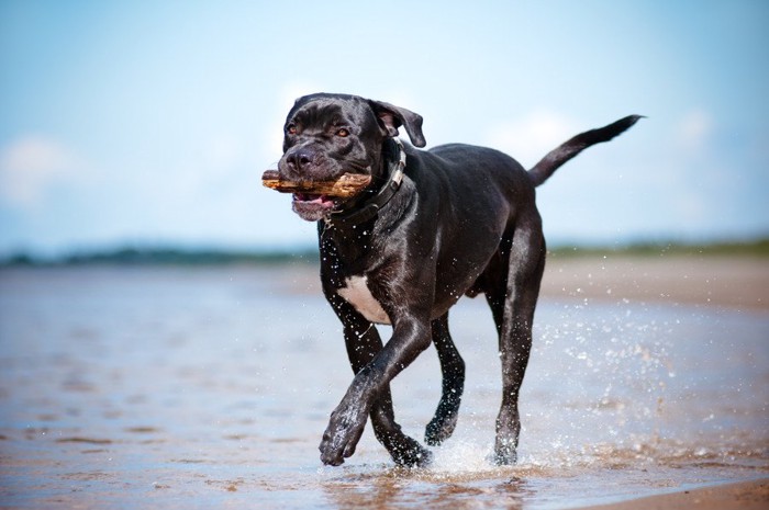 海岸を走る黒犬