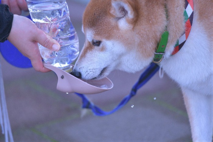 水分補給をする柴犬