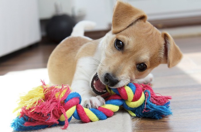 綱のおもちゃで一人遊びをする子犬