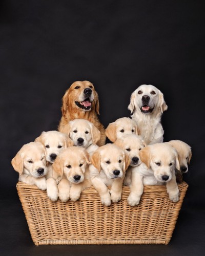 犬の家族