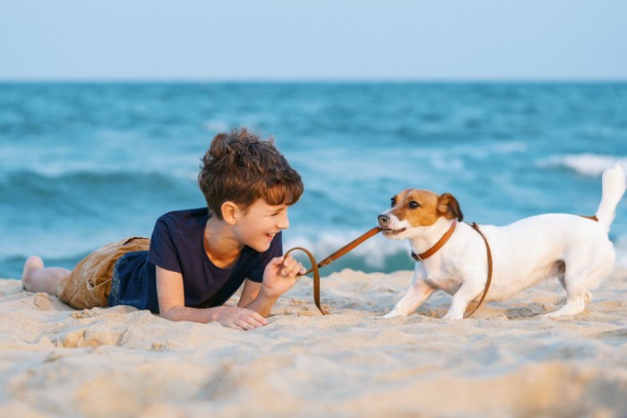 男の子と砂浜で遊ぶ犬