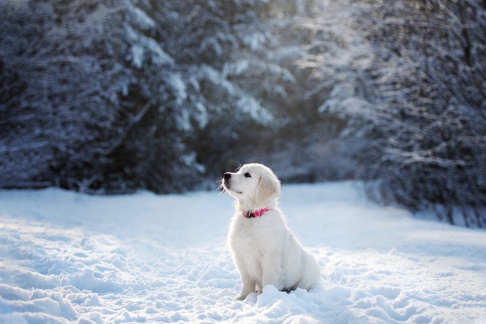 雪の中の子犬
