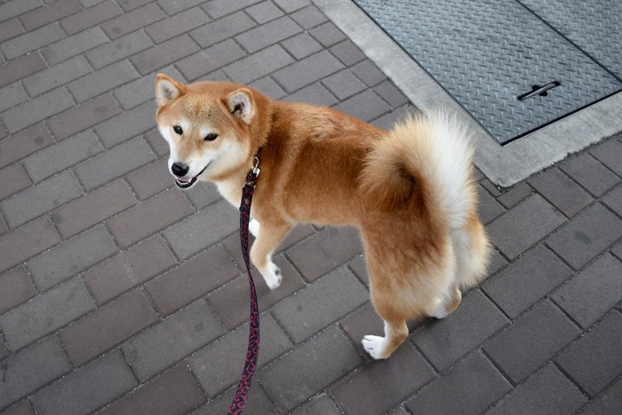 目線を向ける散歩中の犬