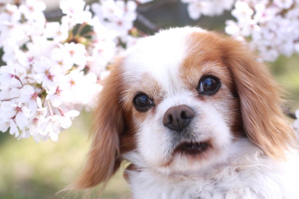 高齢犬と桜