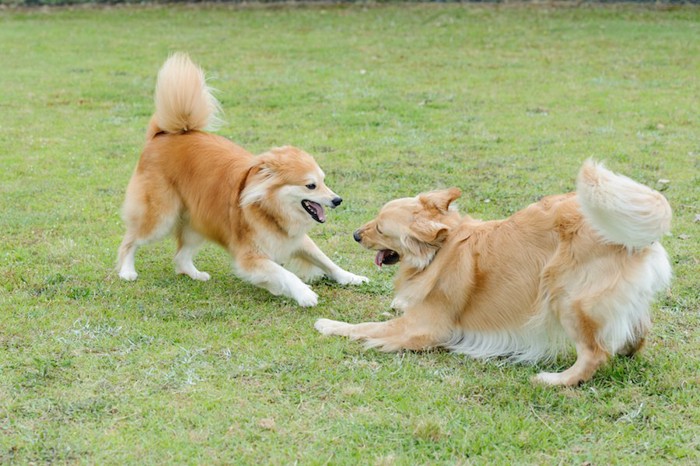 遊びに誘い合う二頭の犬