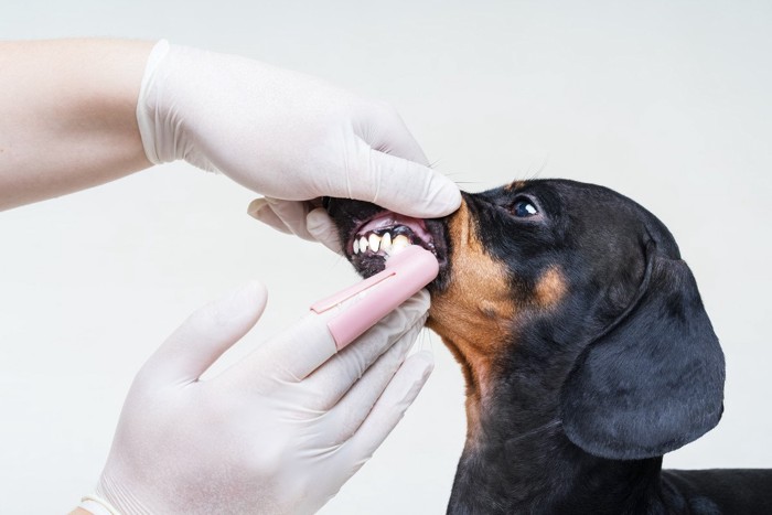 歯を磨かれている犬