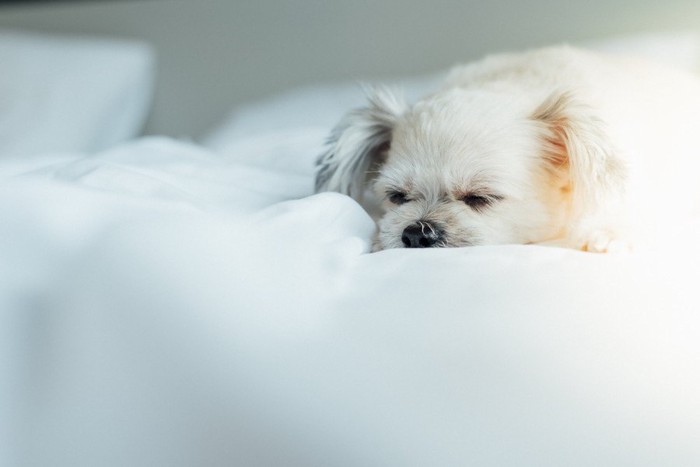 真っ白い布団で眠る長毛の犬