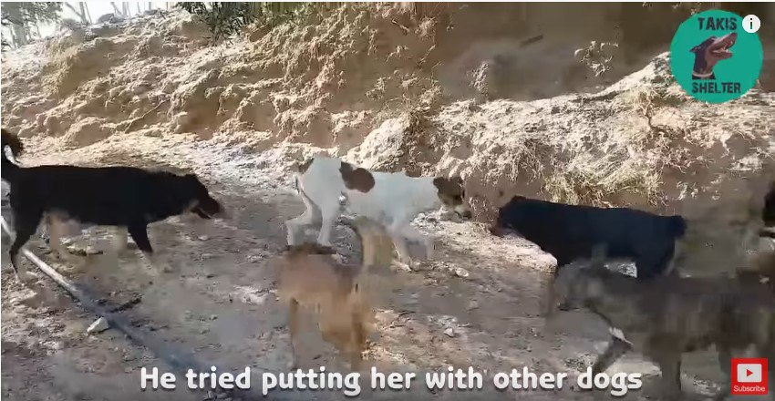 犬仲間から逃げる犬