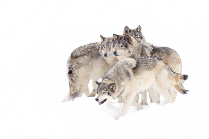 雪の中のオオカミの群れ