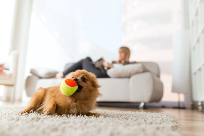 ボールで遊ぶ小型犬