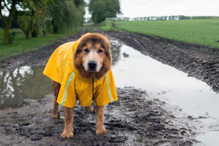 雨具を着た犬