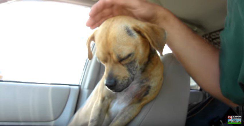 車中で寝る犬