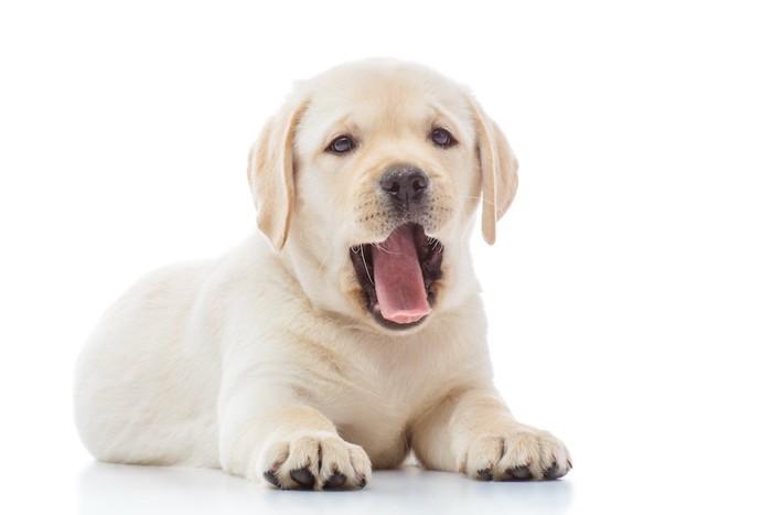 あくびをするラブラドールの子犬