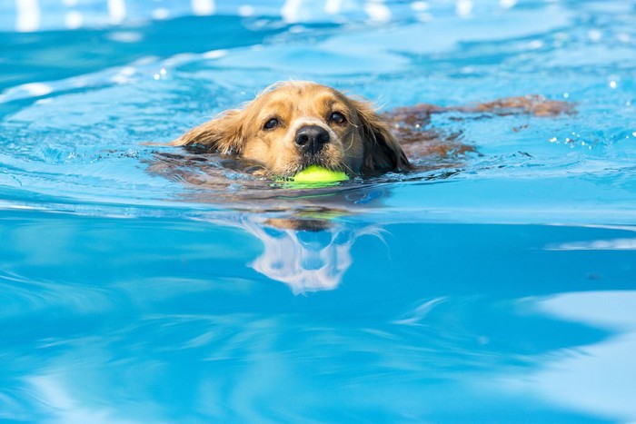 ボールを咥えてプールを泳ぐ犬