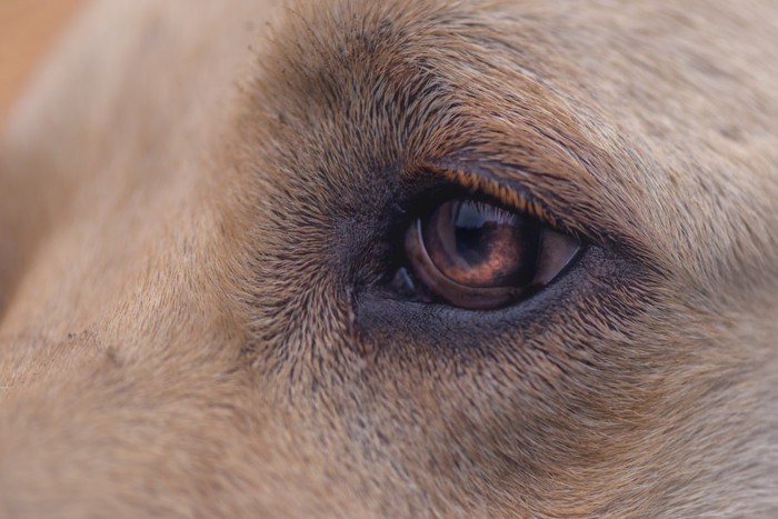 犬の目