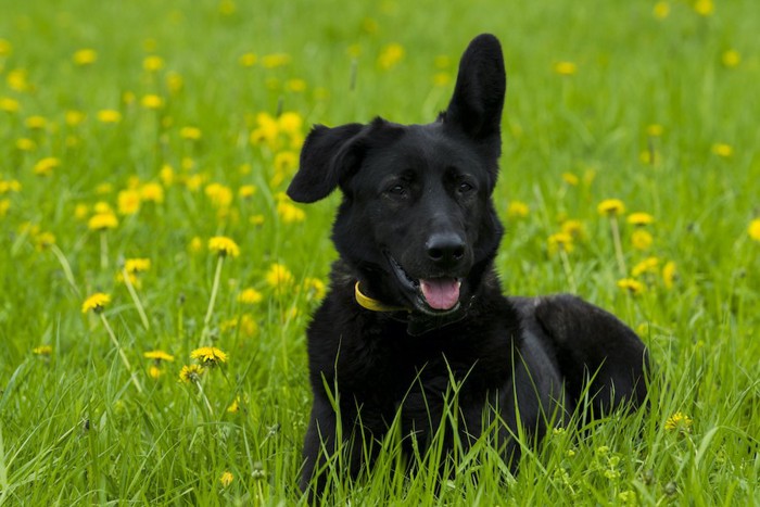 花畑で片耳を立てている黒い犬