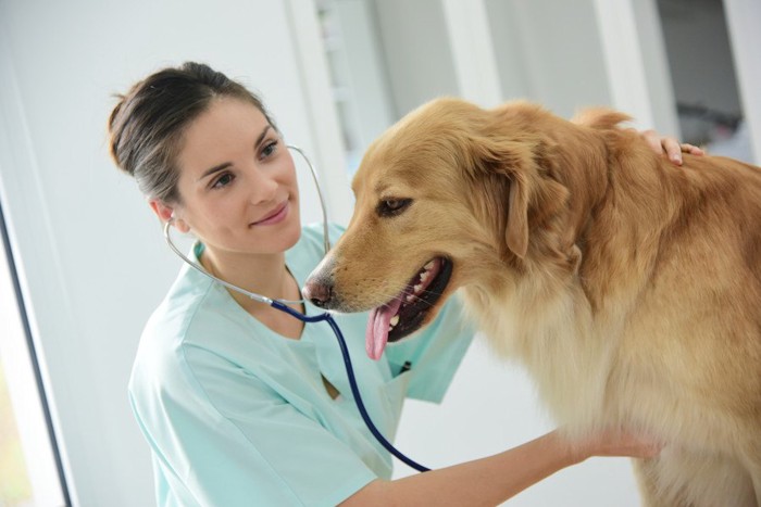 犬と獣医師