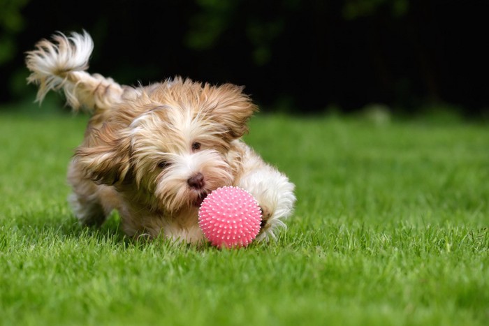 ピンクのボールを追いかける犬