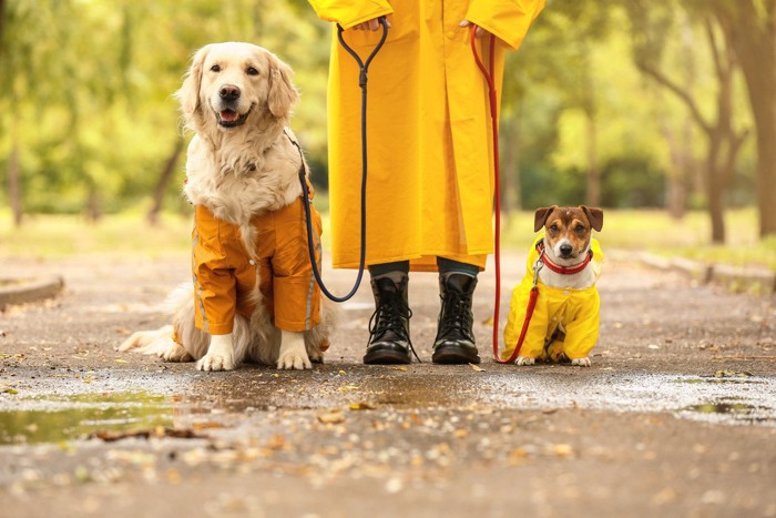 レインコートを着て飼い主の両サイドに立つ2匹の犬