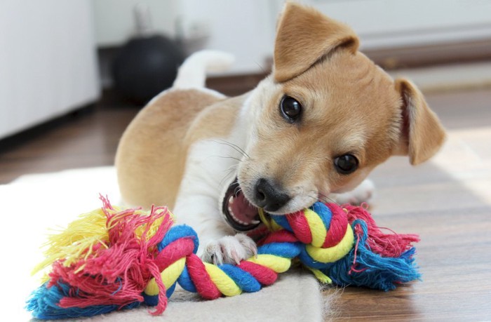ロープのおもちゃを噛んで遊ぶジャックラッセルの子犬